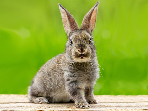 NAC — Nouveaux Animaux de Compagnie