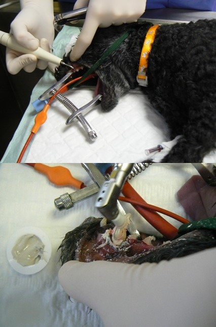 Service de dentisterie (chien, chat) - Clinique vétérinaire VetAnimalia d'Evrecy  14 - Docteurs Lalande et Marette